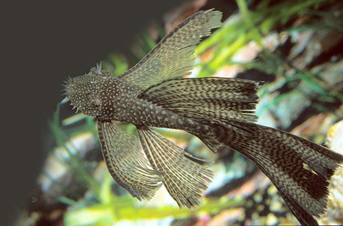 Bristlenose  Longfin 6/7cm