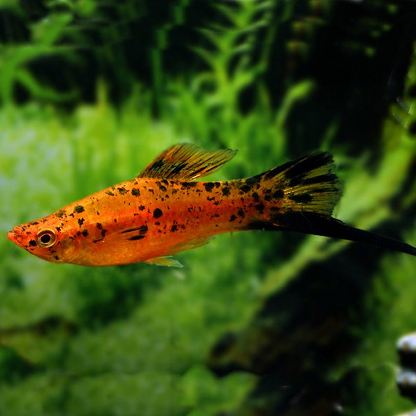 Swordtail Berlin 6cm (M+F)