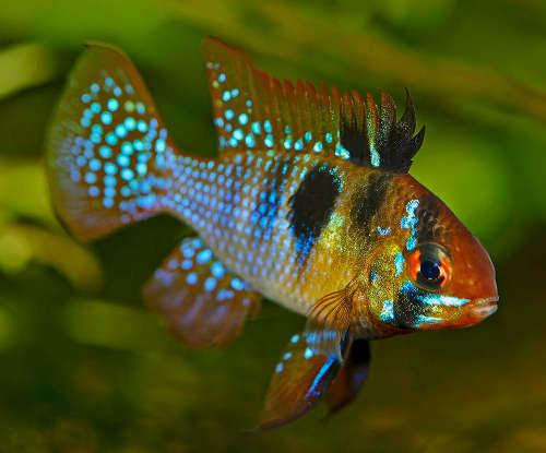 German Blue Ram (import) 5cm