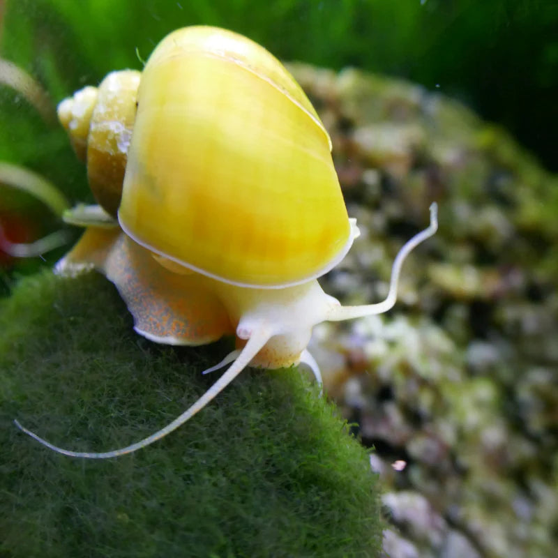 Golden Mystery Snails