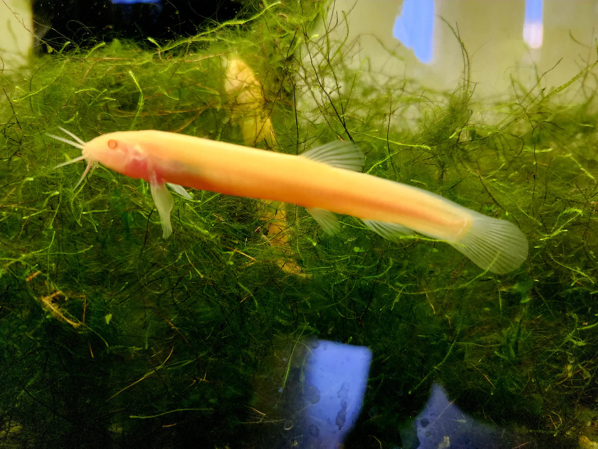 Loach gold 6cm