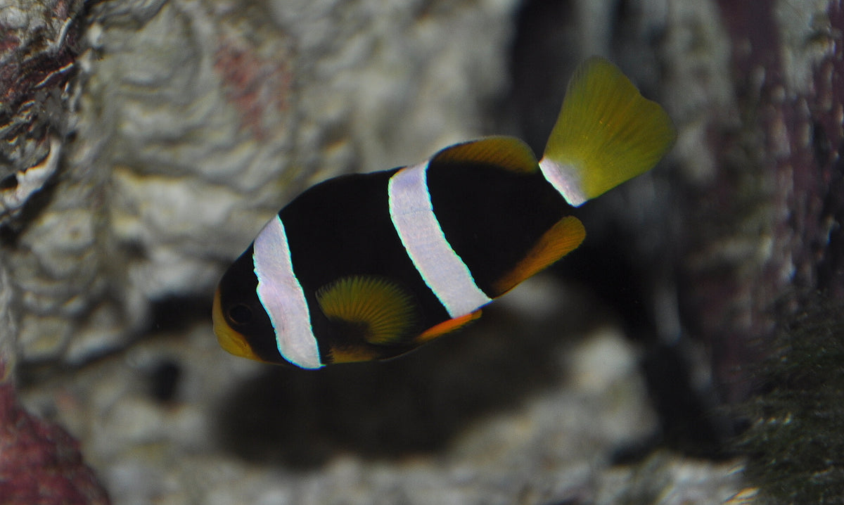 clarkii clownfish
