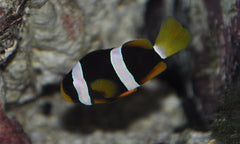 clarkii clownfish