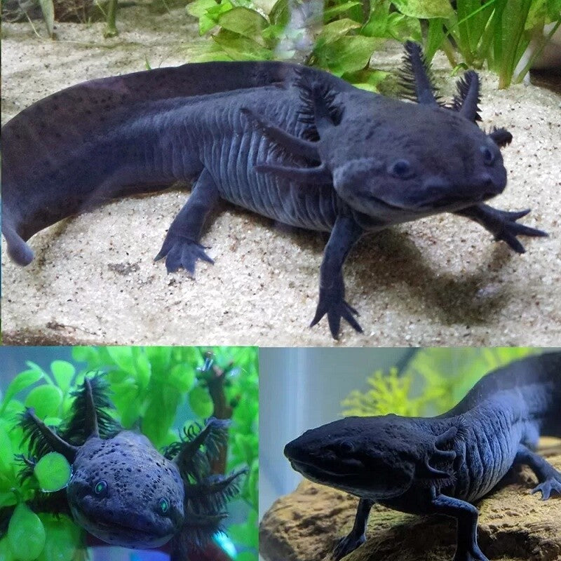 Axolotl black 15cm