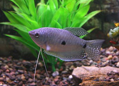 Two Spot Gourami 5cm