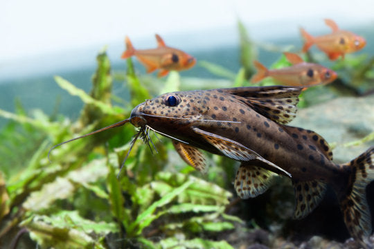 Synodontis nigriventris 6cm