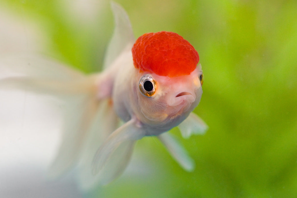 Oranda Red Cap