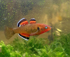 Empire gudgeon 5cm