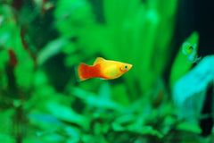 Platy Marigold 6cm (F)