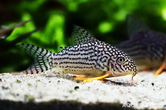 Sterbia cory