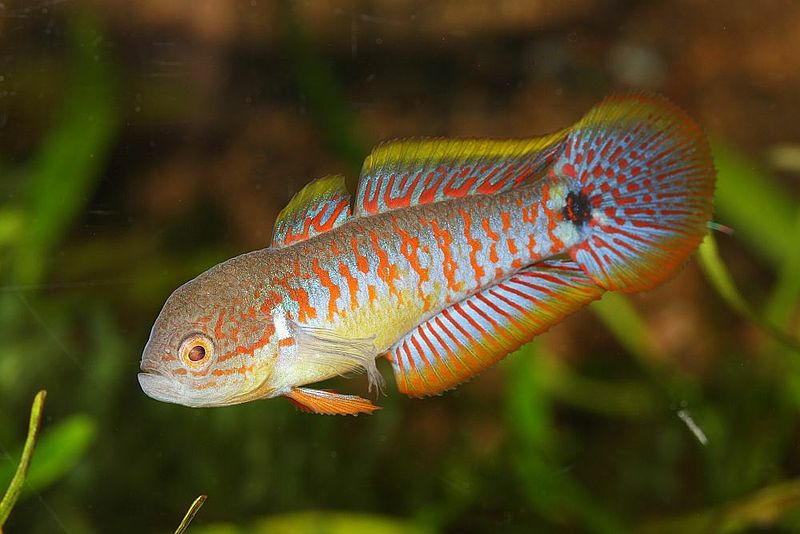 Peacock gudgeon 4cm