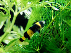 Bumble Bee Goby 2.5cm