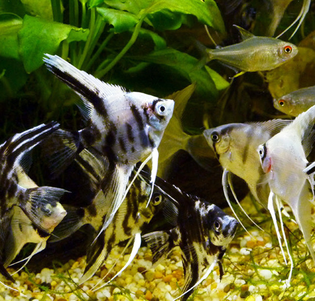 Assorted Angelfish