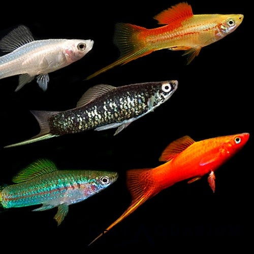 Swordtail Assorted 4cm (M+F)