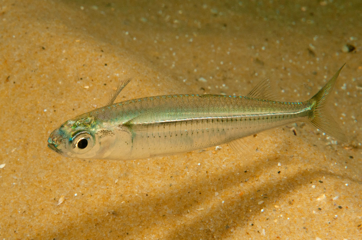 Hardyhead, Atherinomorus vaigiensis 6cm