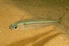 Hardyhead, Atherinomorus vaigiensis 6cm