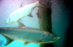 Tarpon Fish 15cm