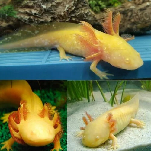 Axolotl  gold 15cm