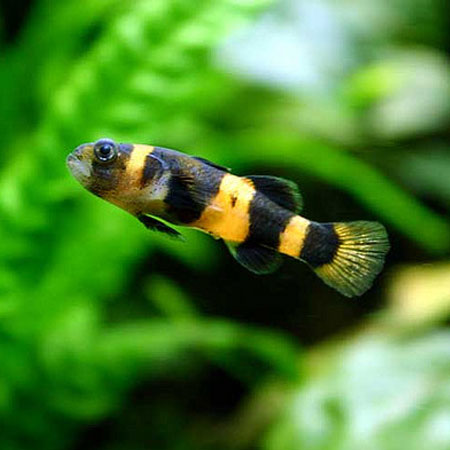 Bumble Bee Goby 2.5cm