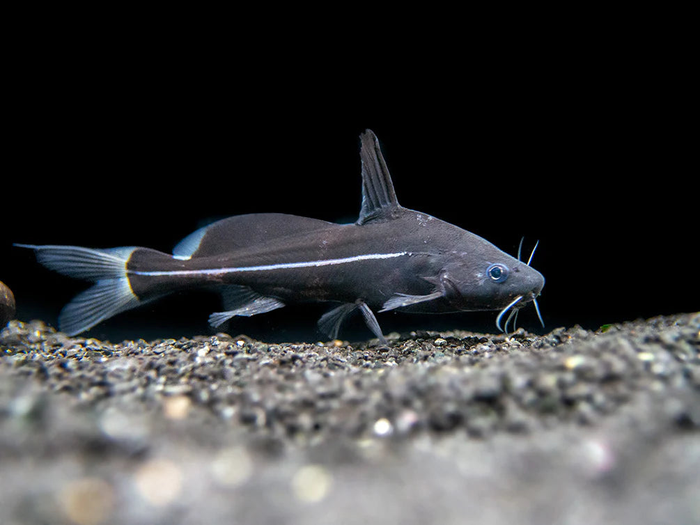 Black Water Catfish 12cm RARE