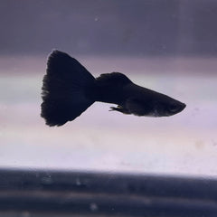 Guppy black (M+F)