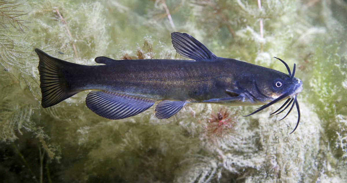 Black Water Catfish 12cm RARE