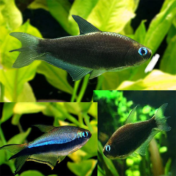 black emperor tetra 3.5cm