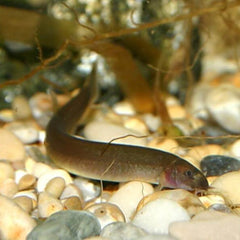 Loach black kulihi 6/7cm