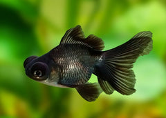 Fantail Blackmoore