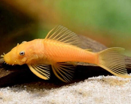 Bristlenose  Albino 5/6cm