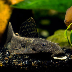 Bristlenose 7/8cm(M+F)