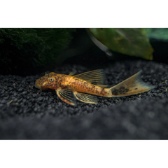 Bristlenose  Calico 5/6cm