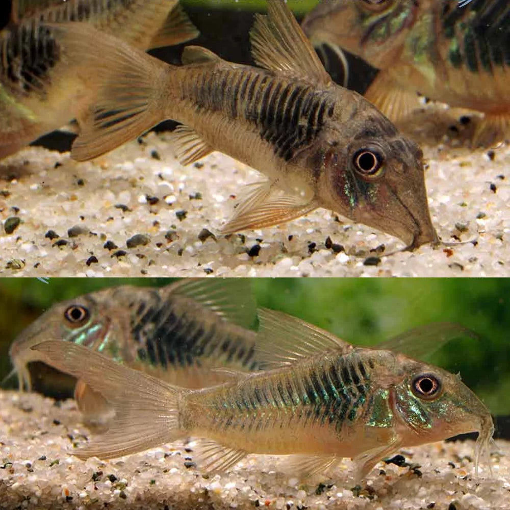 Nth Long nose Cory 6cm