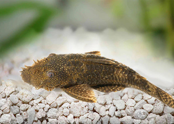 Bristlenose  common 5/6cm