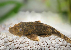 Bristlenose 7/8cm(M+F)