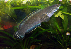 Snakehead 25cm