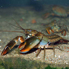 Yabbies  white claws 8/9cm