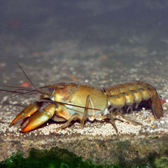 Yabbies  white claws 8/9cm