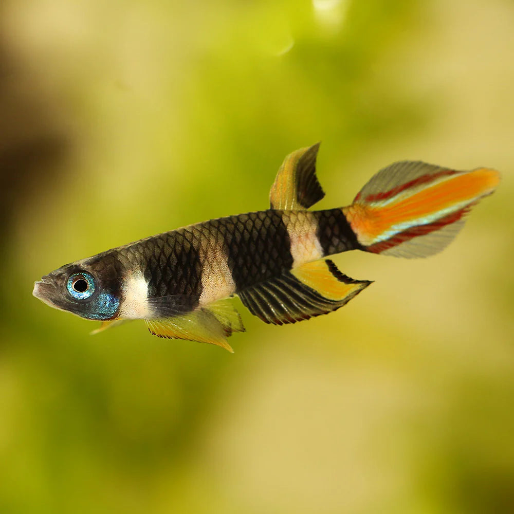 Clown Kilifish 2cm