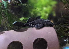 Bristlenose  Peppermint 12/16cm pair (Limited Numbers!)