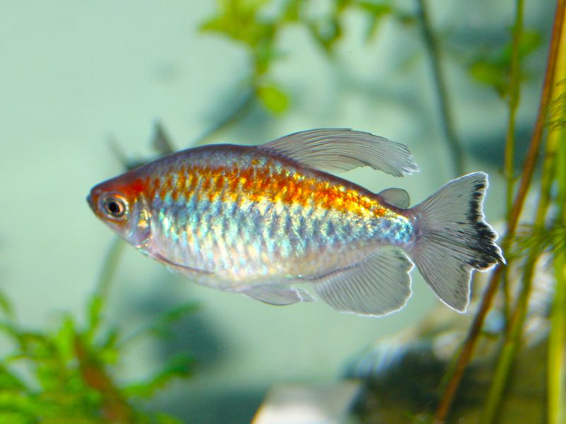 Congo Tetra 4/5cm (Male only)