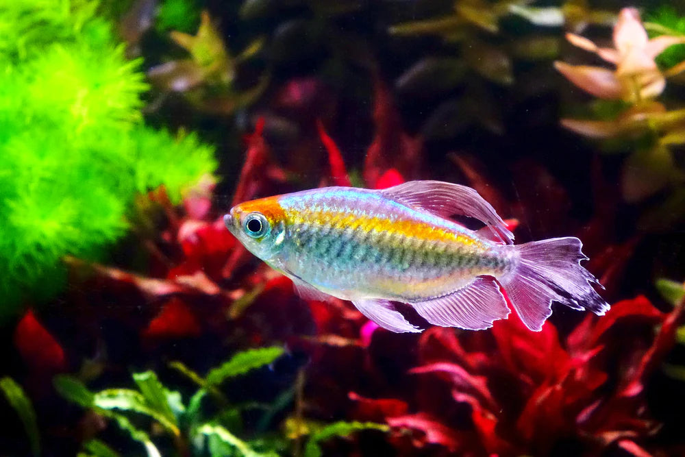 Congo Tetra 4/5cm (Male only)