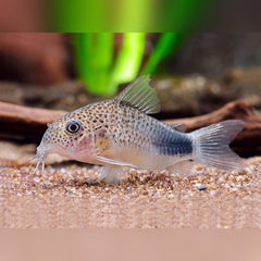 Similis cory 3.5cm