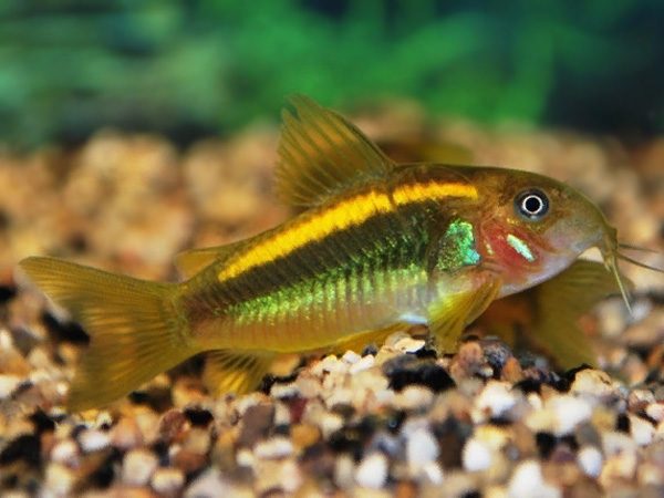 Gold laser Cory 3cm