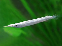 Halfbeak 5cm