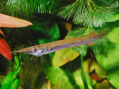 Halfbeak 5cm