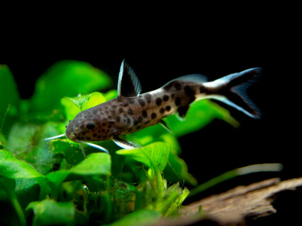 Synodontis petricola 3cm