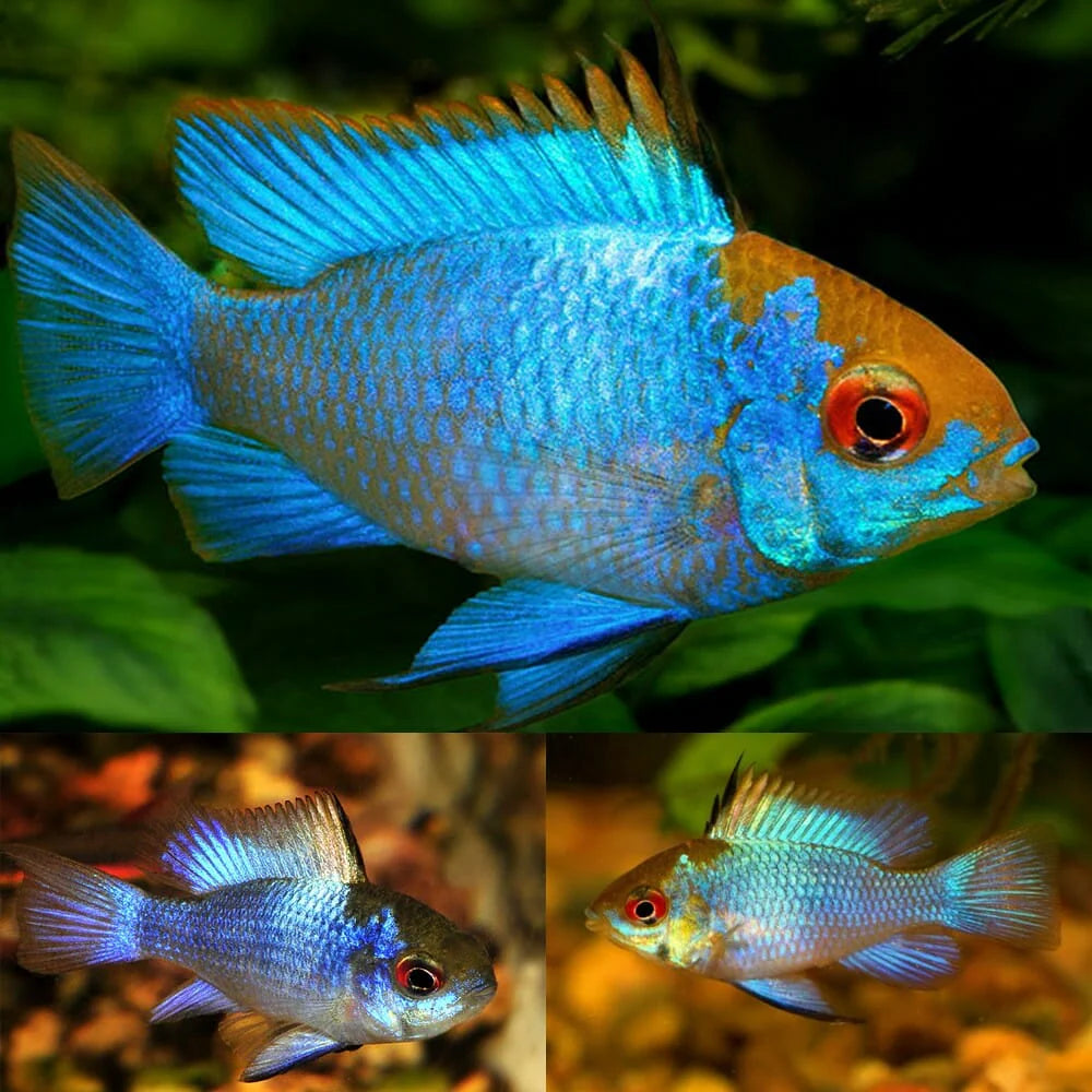 Neon Blue Ram 3.5cm