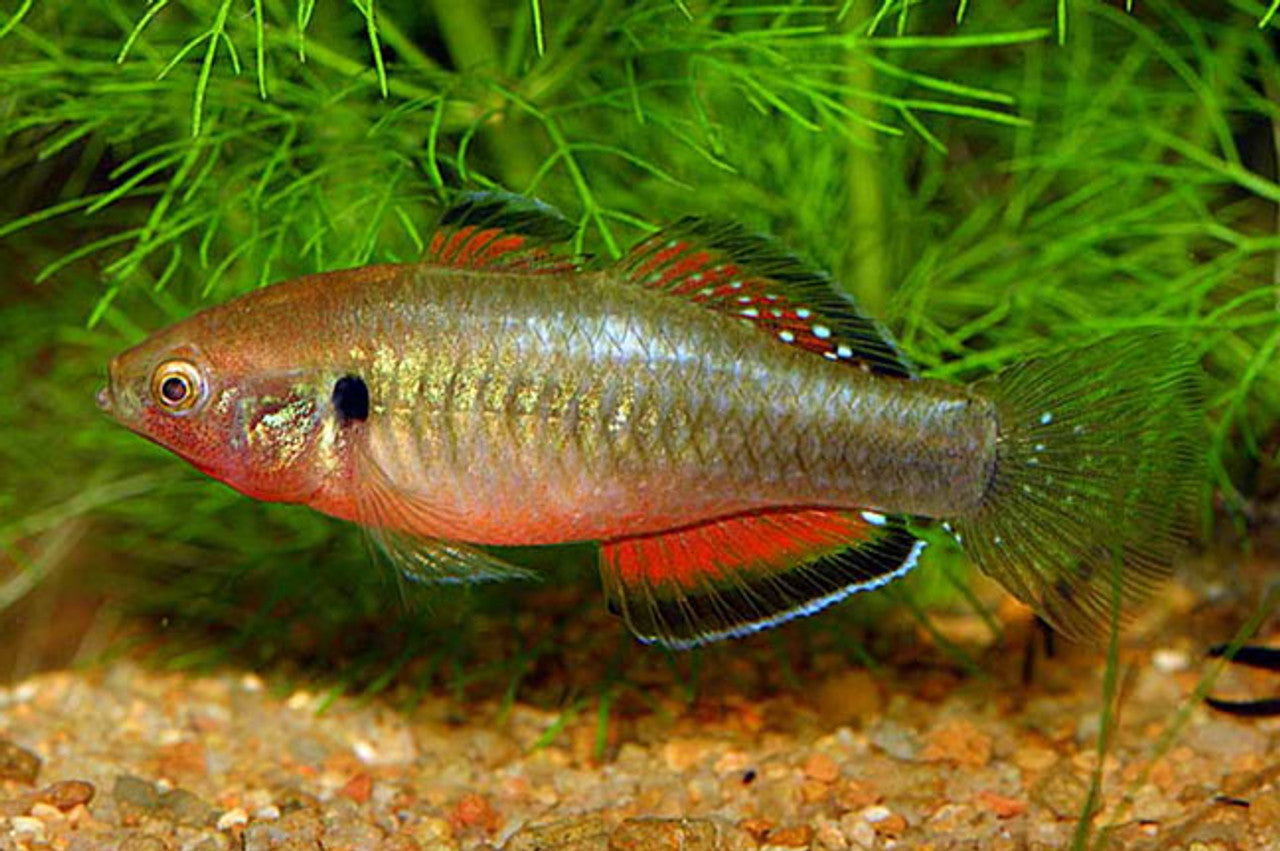 Empire gudgeon 5cm