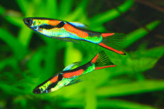 Guppy Assorted Endler  2.5/3cm